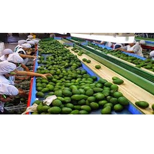 Comex Perú: Las exportaciones de palta crecieron % - Logística 360